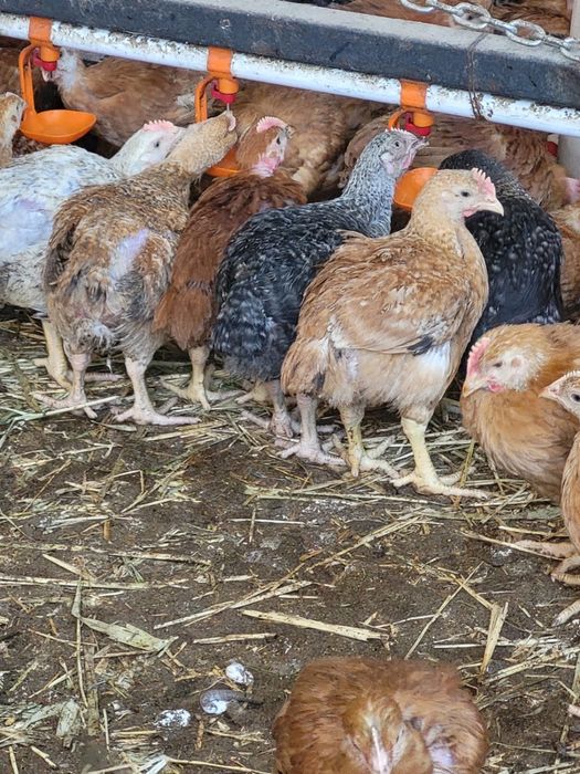 Pui rasa mixta porumbac Kabir