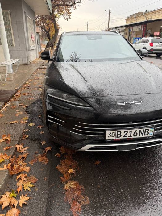 Byd chempion gibrit 2024