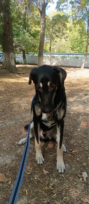 щенок в добрые руки, бесплатно