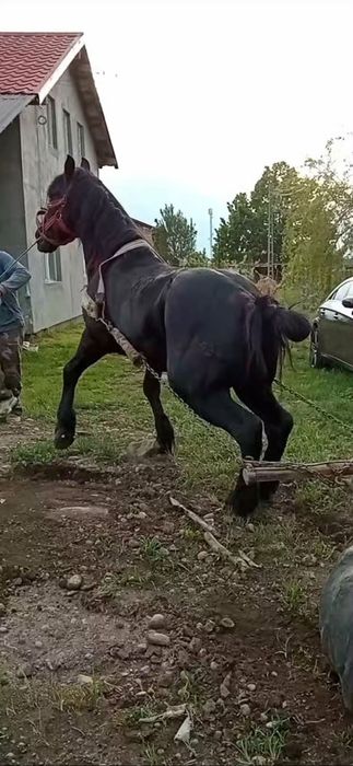 Vand sau schimb armasar