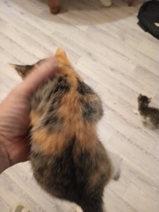Отдам даром котят