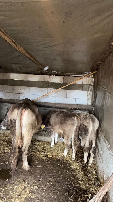 O vacă și 2 tăurași de vânzare