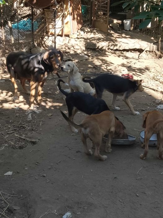 Подарявам малки кученца гончета