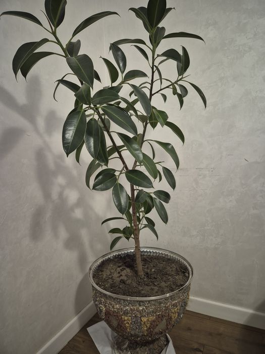 Фикус многолетний высота 1.5м