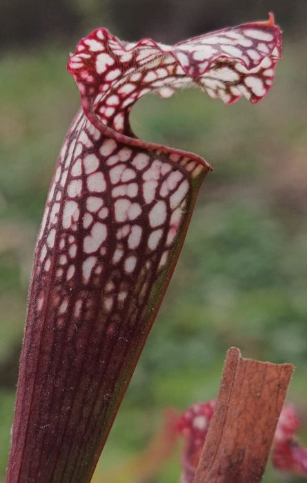 Sarracenia  Ultimo Impero, plantă carnivoră+pachet semințe D.Capesnsis