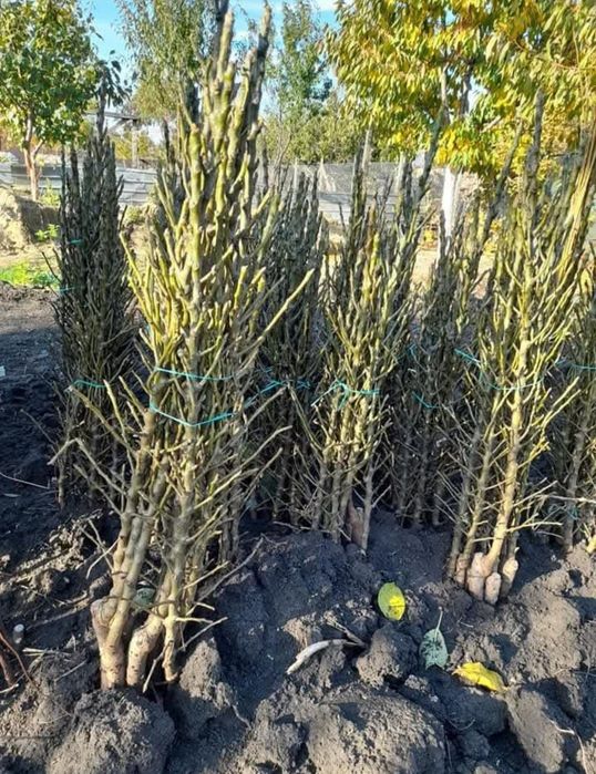 Pomi fructiferi columnari