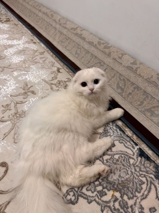 Вязка, читайте внимательно!