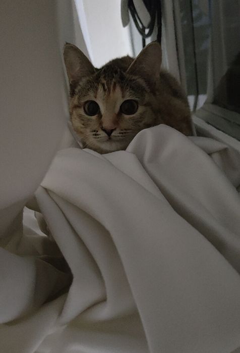 Ищем новый дом для нашей девочки