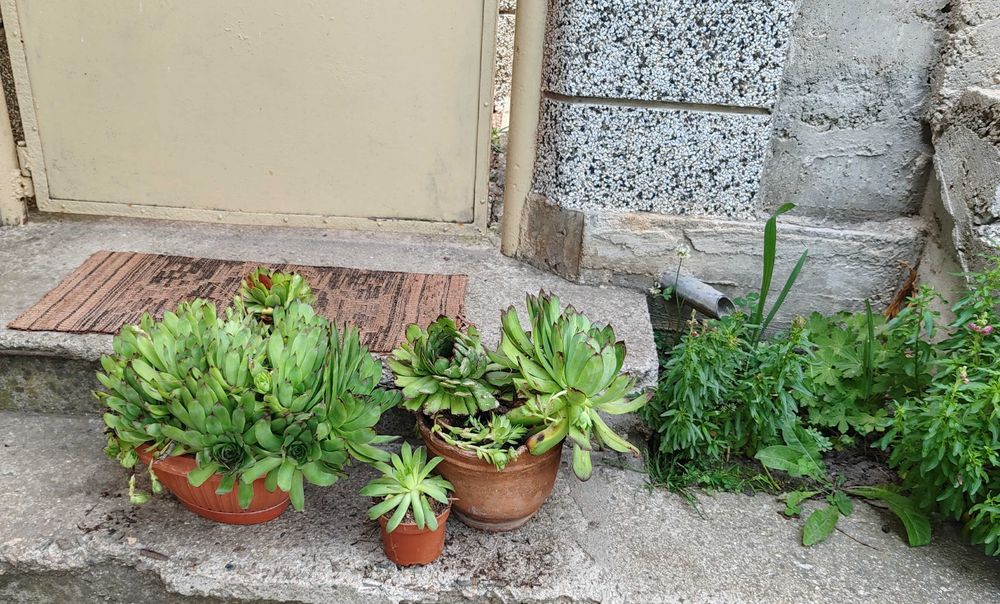 Sempervivum / sемпервивум / алпийска роза / кактус / сукулент