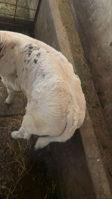 Vând 4 vițele ..