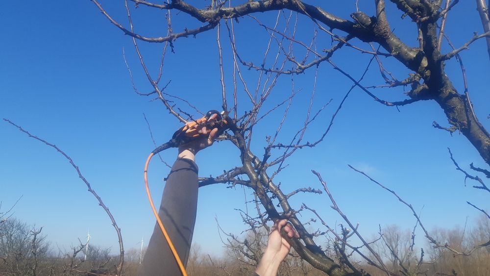 Taieri pomi fructiferi Tai pomi