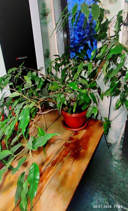 Продам фикус Бенджамина