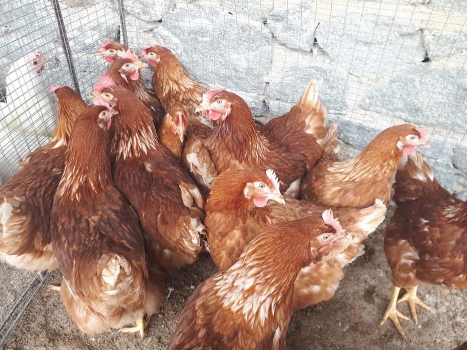 Носачки  Ломан Браун