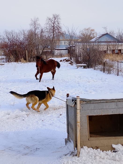 Еркек тай сатылады