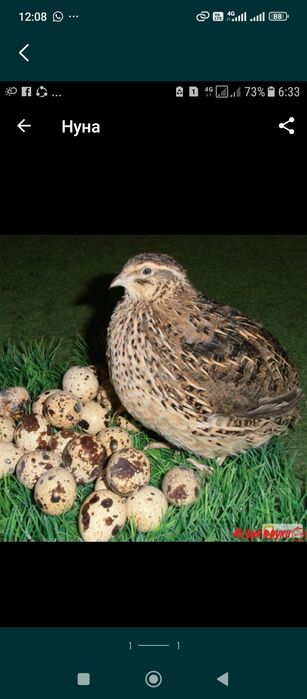 Перепелиные яйца оптом