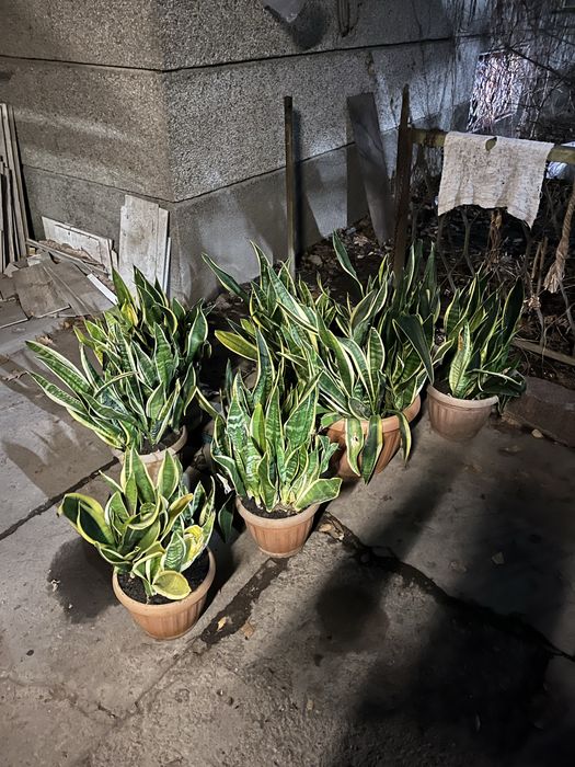 Сансевиерия (драцена трёхполосная)