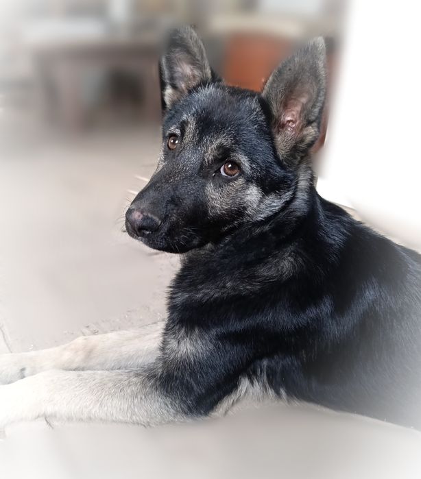 СРОЧНО- пропала собака