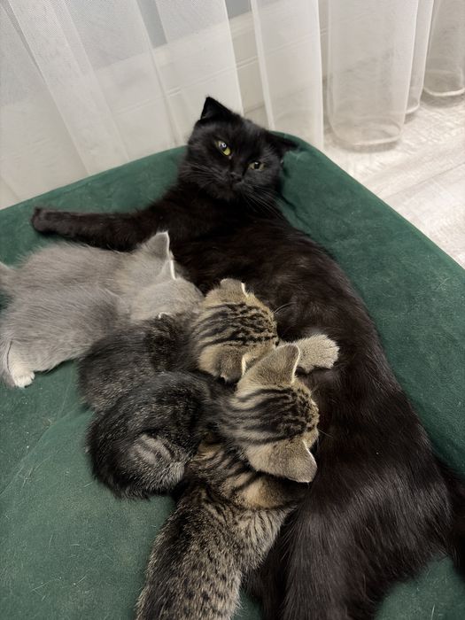 Отдам котят за шоколадку