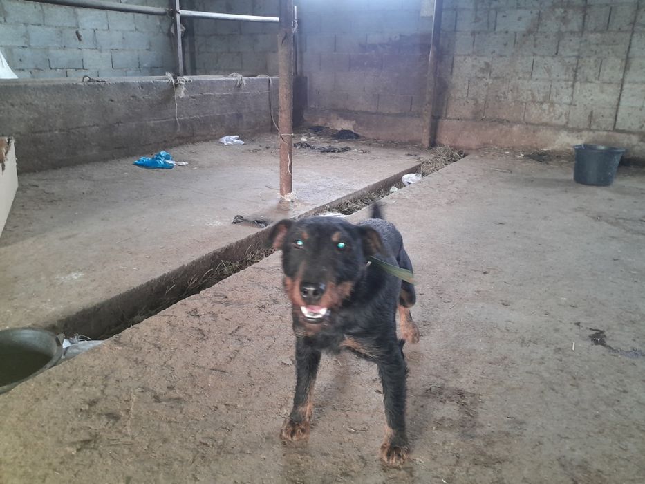 Продам Яхтырьера