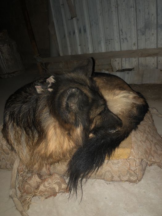 Немецкый овчарка продается поговорим