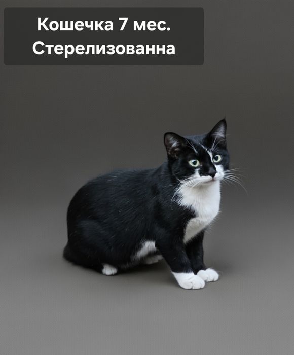 Кошечки в добрые руки!