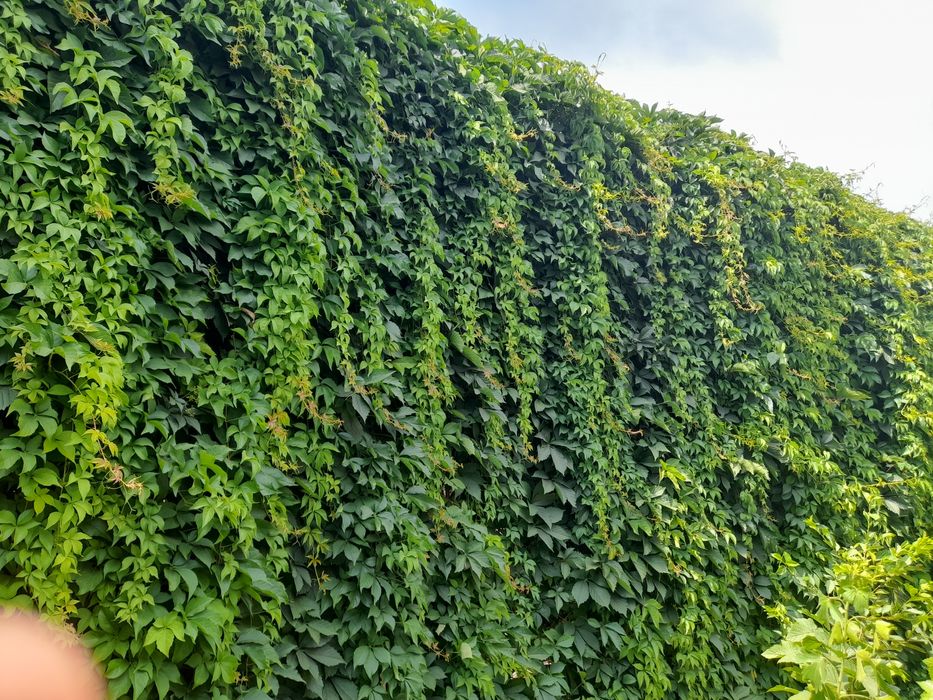 Девичий виноград