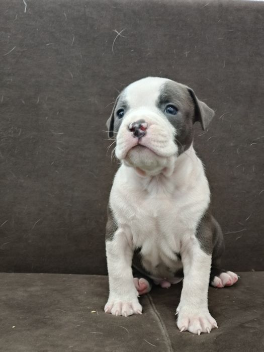 Щенки Американского Стаффордширского Терьера