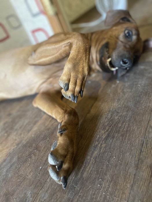 Родезийский риджбек ищет дом