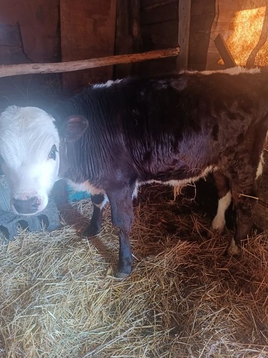 Продам телят 140000