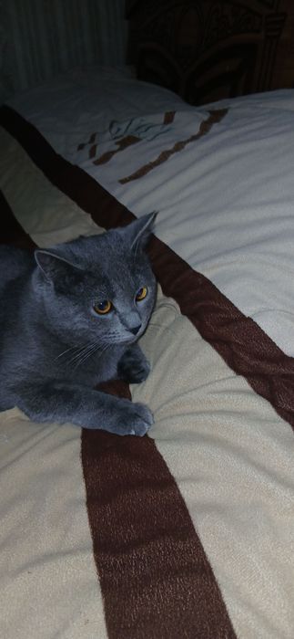 Мушук сотилади зотдор