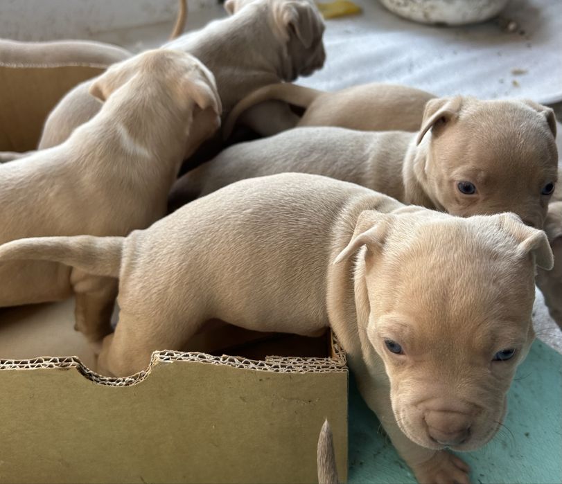 Американски питбули