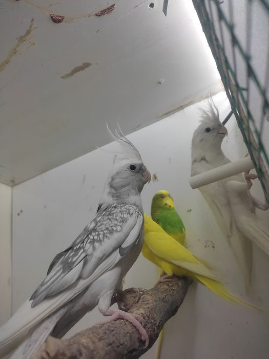 Karela para sotiladi ishlashga tayor