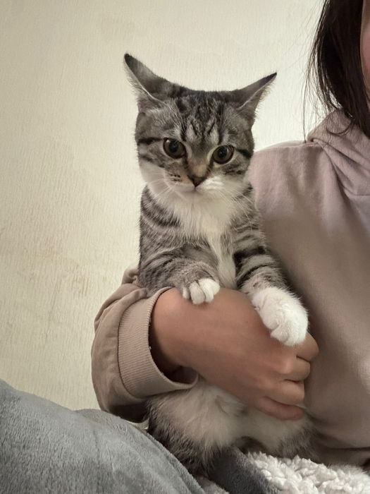 Котенок ищет дом