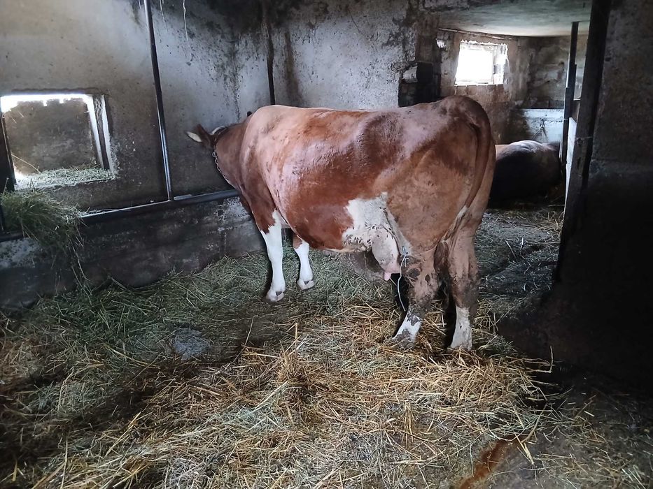 Vaci  de vanzare gestante si cu lape