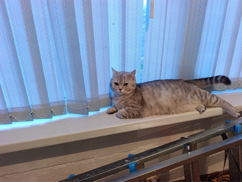 Британский шиншилла мрамор