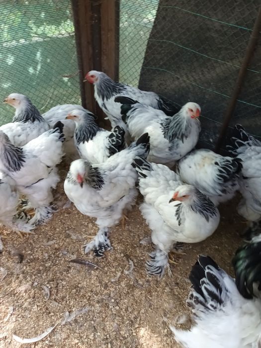 Brahma herminat deschis și brahma porțelan