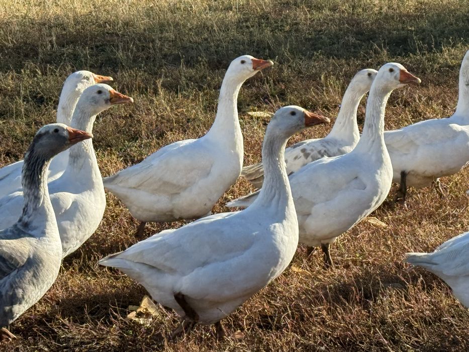 gâște crescute natural în gospodărie