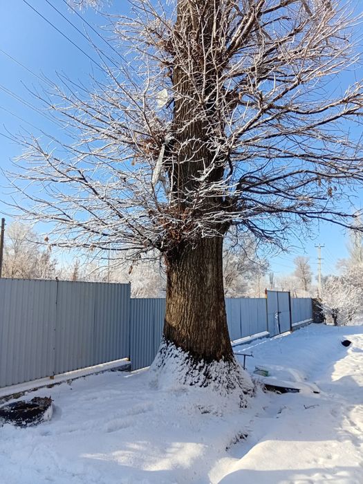 Продам дубовое дерево