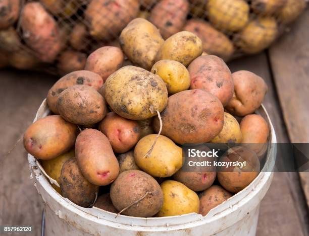 Продам домашний картофель