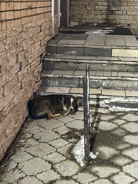 Молодой пес в частный дом