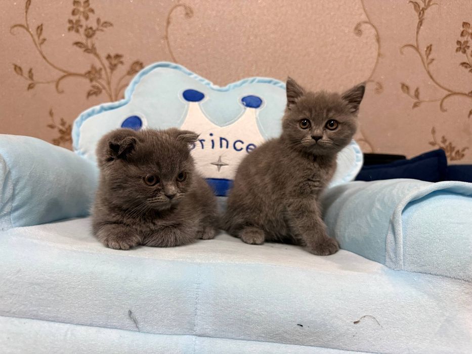 Scottish fold кошка