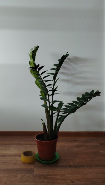 Продам долларовое дерево