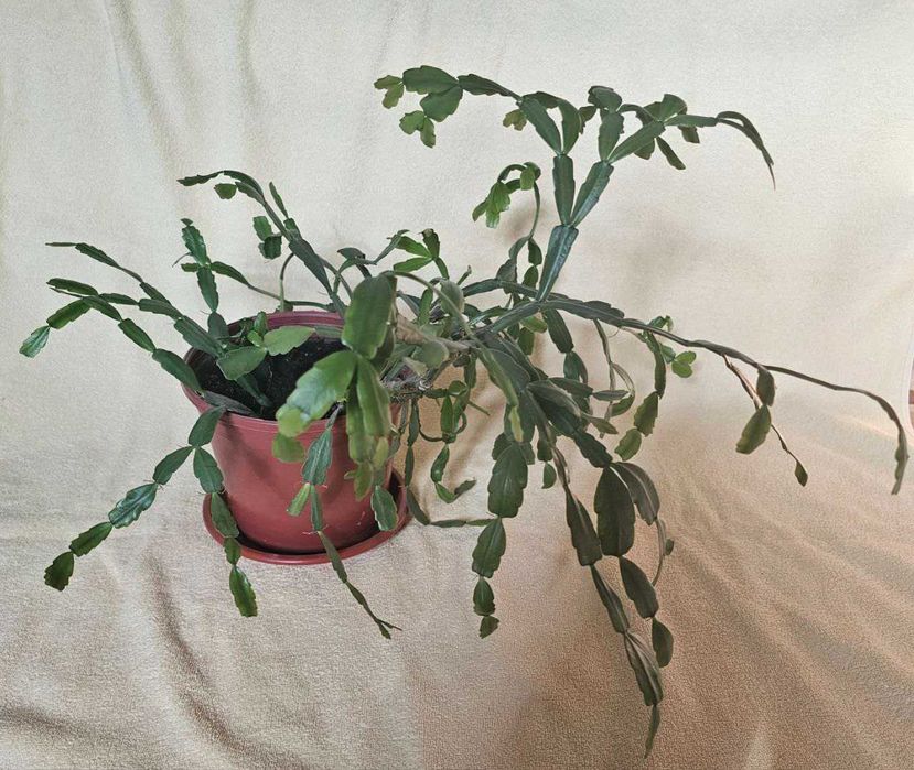 Декабрист. Кактус Шлюмбергера.