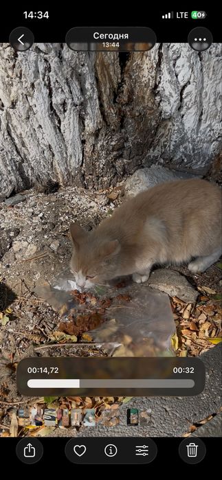 Кошечка в Добрые руки