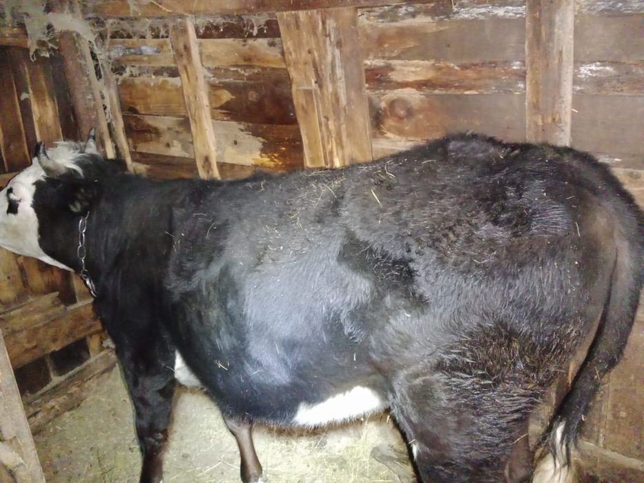 Продажа молочных телок