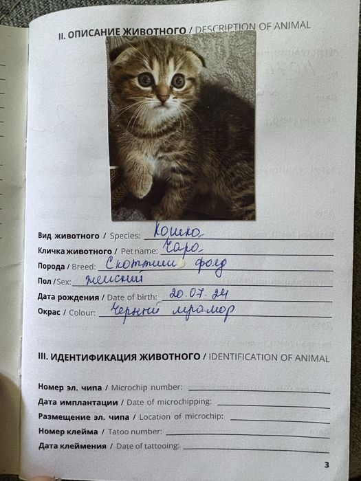 Отдам кошечку в добрые руки!