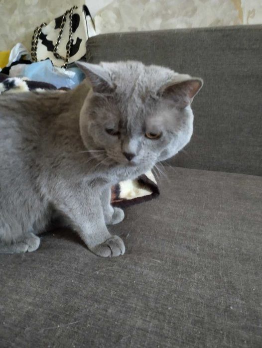 милый страйт,мальчик плюшевый