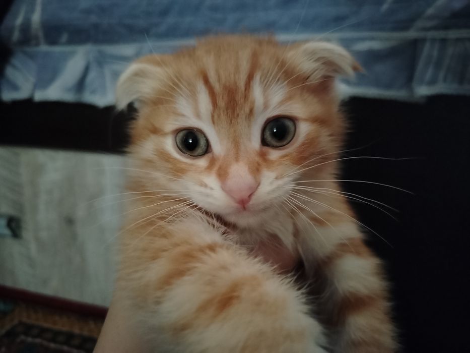 Продаётся котёнок