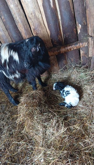 De vânzare o capra fătată