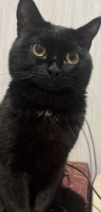 Отдам кота в добрые руки